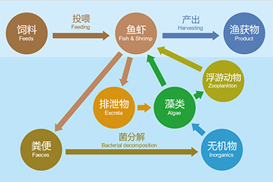 营养动保高效模式的技术方案设计关键点