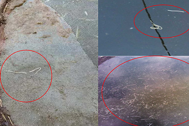 白便一丝荡悠悠，养殖塘边不胜愁