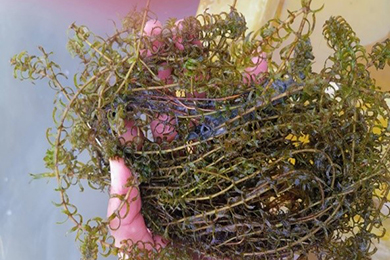 虾蟹水草护理方案